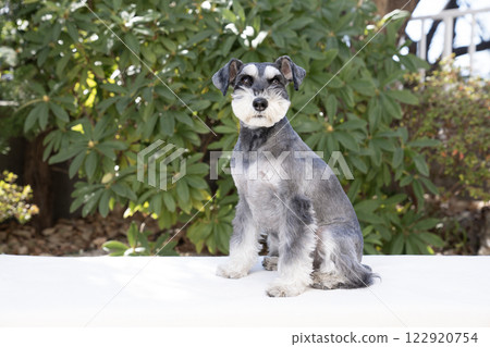 坐著的迷你雪納瑞犬 122920754