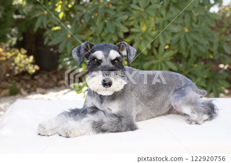 坐著的迷你雪納瑞犬 122920756