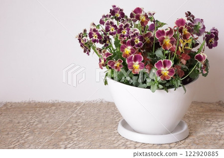 種植中提琴 122920885