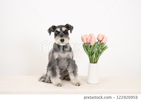Pink tulips and sitting miniature schnauzer Pink tulips and sitting miniature schnauzer 122920958