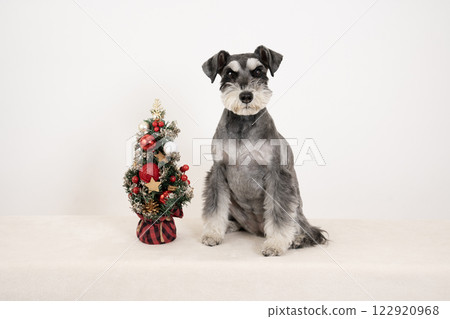 Miniature Schnauzer sitting with Christmas tree Miniature Schnauzer sitting with Christmas tree 122920968