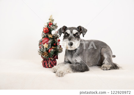 Christmas tree and lying down miniature schnauzer Christmas tree and lying down miniature schnauzer 122920972