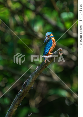 Kingfisher green back Kingfisher green back 122921550