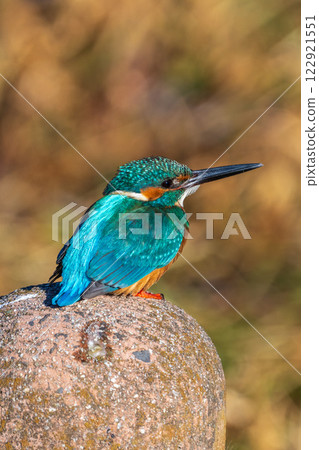 Kingfisher green back Kingfisher green back 122921551