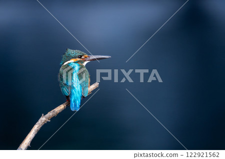 翠鳥水袋 翠鳥水袋 122921562