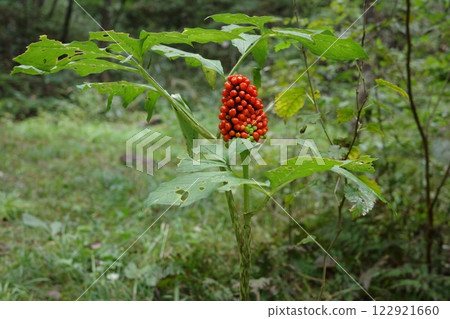 Bright red fruits of the Japanese cricket in autumn Bright red fruits of the Japanese cricket in autumn 122921660