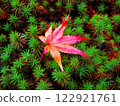 落在苔蘚上的鮮紅楓木 122921761