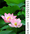 粉紅色蓮花筆直生長 122921915