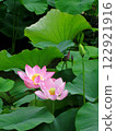 蓮花挺拔，葉片碩大 122921916
