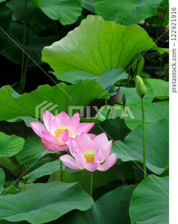 蓮花挺拔，葉片碩大 122921916