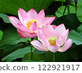 兩朵蓮花緊挨在一起 122921917