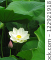 透明白蓮花和大葉子 122921918