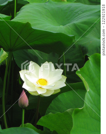 透明白蓮花和大葉子 透明白蓮花和大葉子 122921918