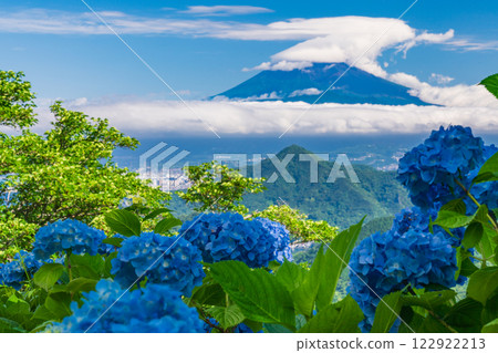 [Shizuoka Prefecture] Izu Panorama Park: Hydrangeas on the mountaintop and a view of Mt. Fuji 122922213