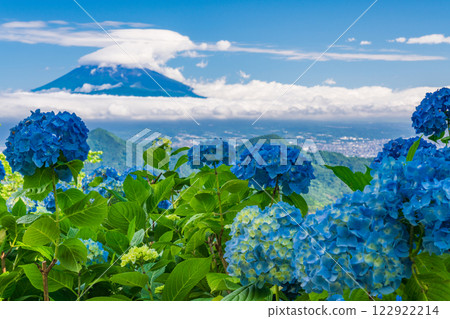 【靜岡縣】伊豆全景公園:山頂的繡球花和富士山美景 【靜岡縣】伊豆全景公園:山頂的繡球花和富士山美景 122922214