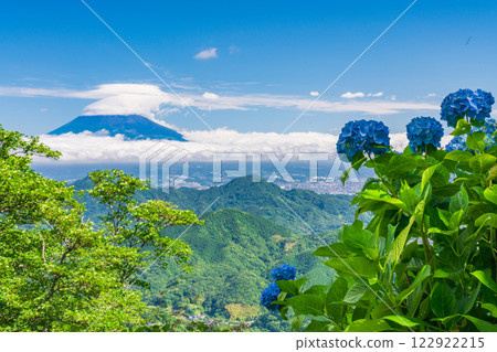 [Shizuoka Prefecture] Izu Panorama Park: Hydrangeas on the mountaintop and a view of Mt. Fuji 122922215