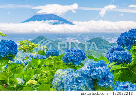 [Shizuoka Prefecture] Izu Panorama Park: Hydrangeas on the mountaintop and a view of Mt. Fuji 122922218