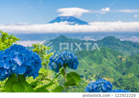 [Shizuoka Prefecture] Izu Panorama Park: Hydrangeas on the mountaintop and a view of Mt. Fuji 122922220