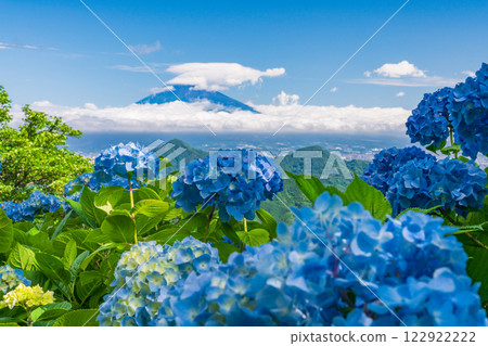 [Shizuoka Prefecture] Izu Panorama Park: Hydrangeas on the mountaintop and a view of Mt. Fuji 122922222