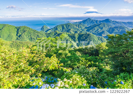 [Shizuoka Prefecture] Izu Panorama Park: Hydrangeas on the mountaintop and a view of Mt. Fuji 122922267