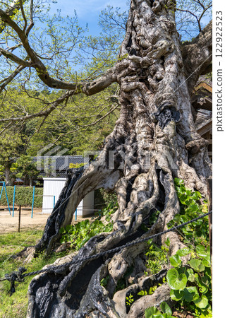 Zelkova tree at the Inochi-no-Kami Shrine in Izumo, Japan Zelkova tree at the Inochi-no-Kami Shrine in Izumo, Japan 122922523