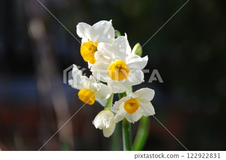 Daffodils blooming, signaling that spring is just around the corner Daffodils blooming, signaling that spring is just around the corner 122922831