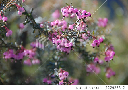 A lovely Erica flower that makes a great earring 122922842