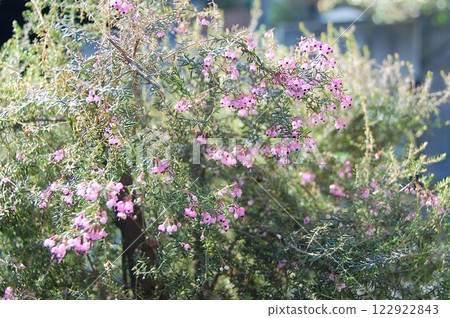 A single Erica blooming in the garden 122922843