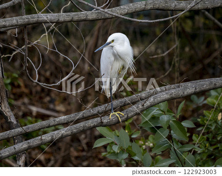 棲息在樹枝上的小白鷺 122923003