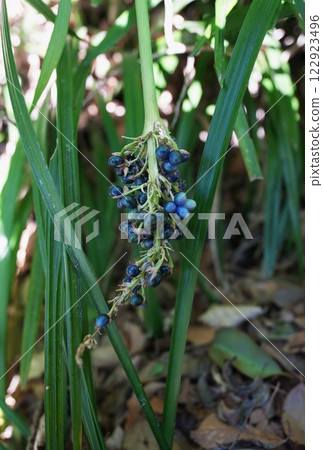 Blue bellflower fruit Blue bellflower fruit 122923496