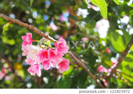 [Okinawa] Kanhizakura 122923972