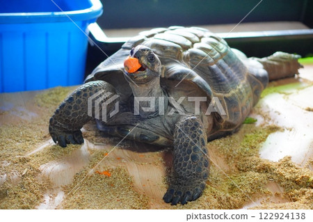 A giant tortoise being kept in a room. Eating a carrot. 122924138