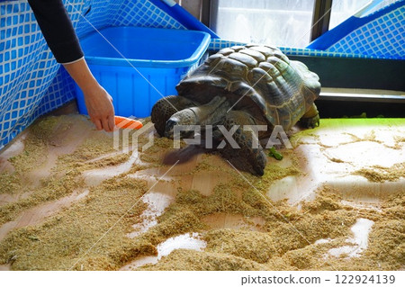 A giant tortoise being kept in a room. It is being fed carrots. 122924139