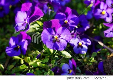 Purple pansy 122924598