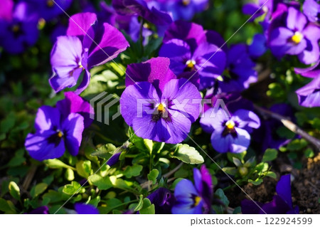 Purple pansy 122924599