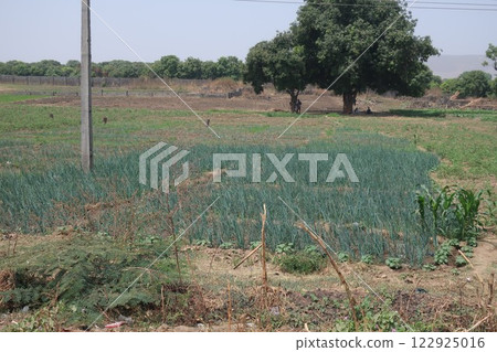 Gwagwalada (onion field) in the Federal Capital Territory of Nigeria Gwagwalada (onion field) in the Federal Capital Territory of Nigeria 122925016