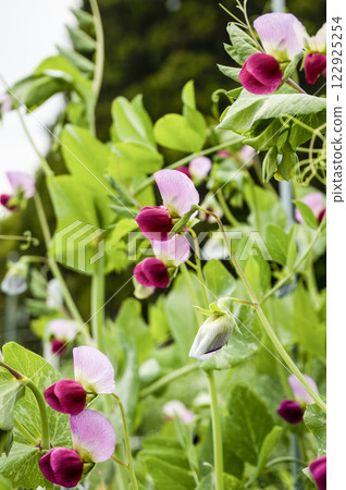 Pretty pink pea flowers in an early spring vegetable garden 122925254