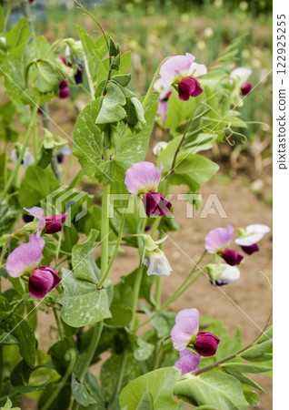 Pretty pink pea flowers in an early spring vegetable garden Pretty pink pea flowers in an early spring vegetable garden 122925255