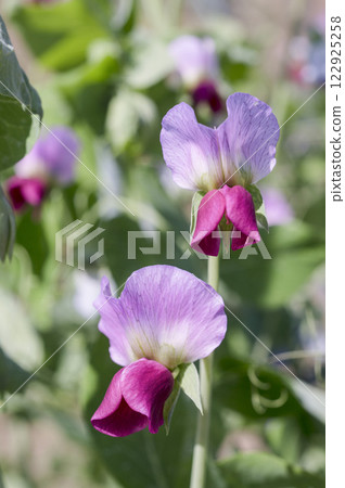 早春菜園裡美麗的粉紅豌豆花 早春菜園裡美麗的粉紅豌豆花 122925258
