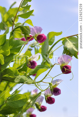 Pretty pink pea flowers in an early spring vegetable garden 122925259