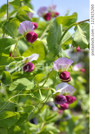Pretty pink pea flowers in an early spring vegetable garden 122925260
