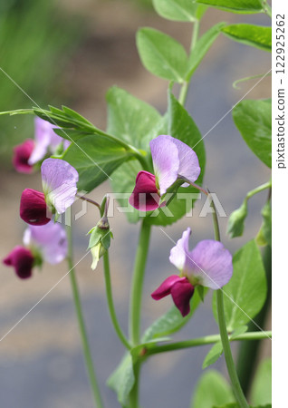 Pretty pink pea flowers in an early spring vegetable garden Pretty pink pea flowers in an early spring vegetable garden 122925262
