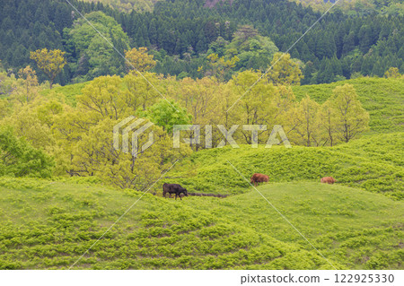 Grassland and cows (Sanzanmura, Kumamoto Prefecture) Grassland and cows (Sanzanmura, Kumamoto Prefecture) 122925330