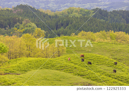 Grassland and cows (Sanzanmura, Kumamoto Prefecture) Grassland and cows (Sanzanmura, Kumamoto Prefecture) 122925333