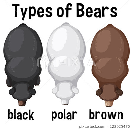 Illustration of Different Bear Types Illustration of Different Bear Types 122925470