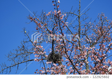 Atami City, Shizuoka Prefecture, Atami Sakura, Itokawa Promenade, Early February Atami City, Shizuoka Prefecture, Atami Sakura, Itokawa Promenade, Early February 122925602
