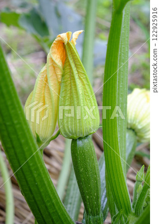 Zucchini flowers and zucchini in a summer vegetable garden 122925916
