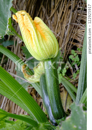 夏季菜園裡的西葫蘆花和西葫蘆 122925917