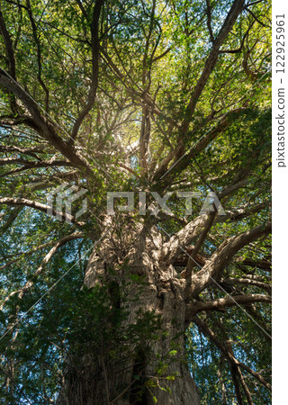 The green kaya tree, a giant Japanese tree, covers the sky. 122925961