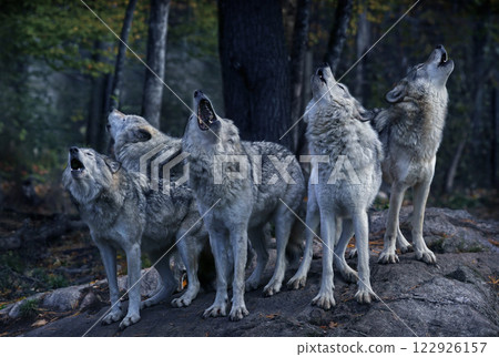 Eastern timber wolves howling on a rock. 122926157